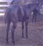 Sept. 14 2025Demis Last 2025 filly